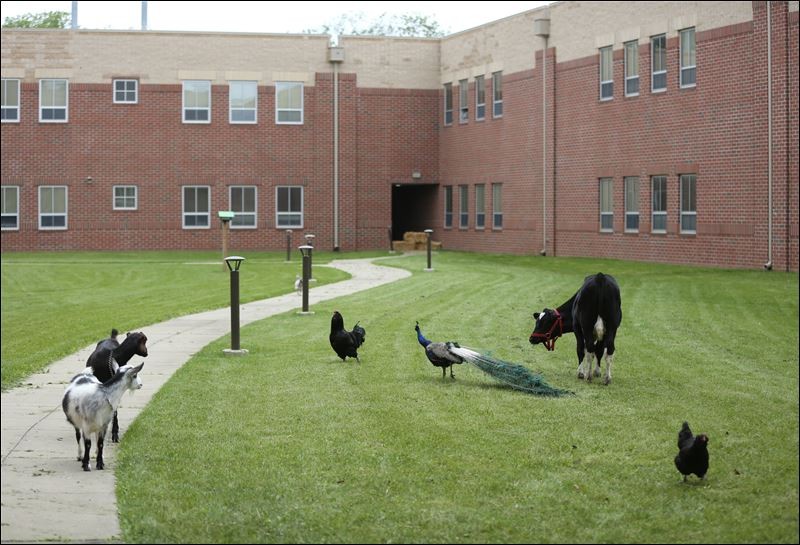 Let animals loose in campus