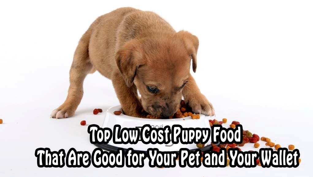 Top 15 Low Cost Puppy Food That Are Good for Your Pets and Your Wallet Too. One of Them is #10 – 4Health Puppy Food