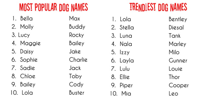 Names For Boys Dogs