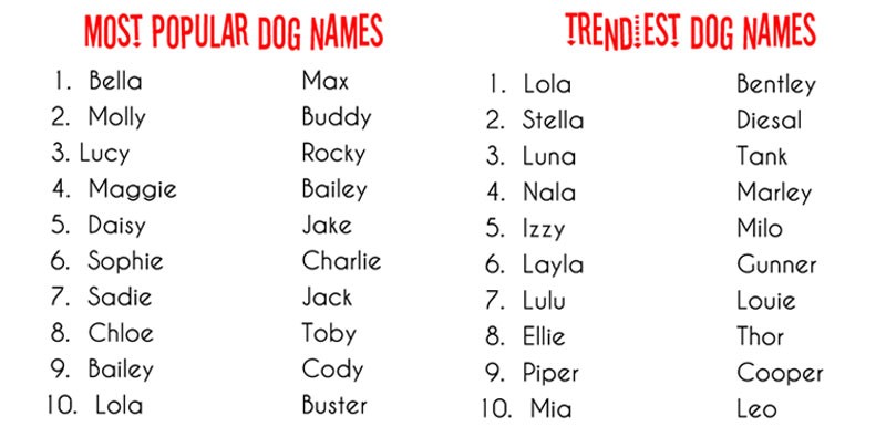 Funny Indian Dog Names Male Funny PNG