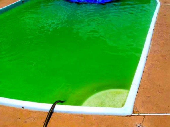 Use Jell-O in the pool