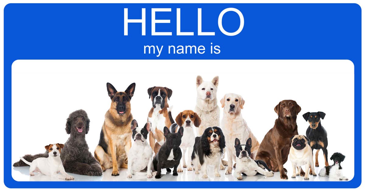 you-might-be-naming-your-dog-the-wrong-way-check-these-10-methods-for-unique-puppy-names-for-boys